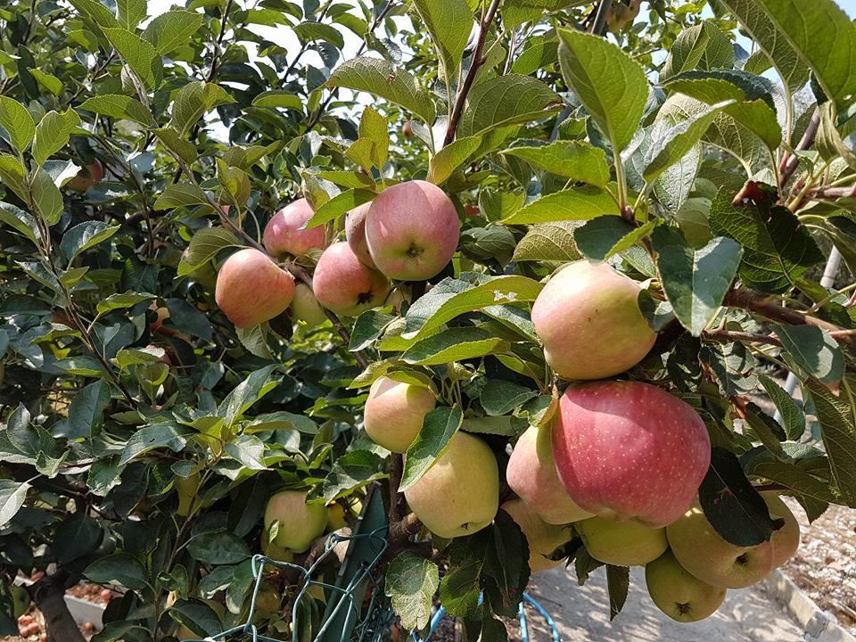 Agriturismo Al Nido Degli Aironi Sanremo Exteriör bild